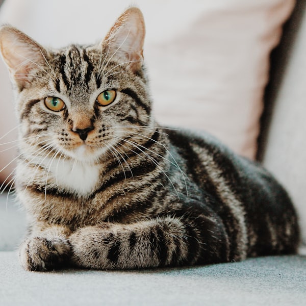 Content tabby cat