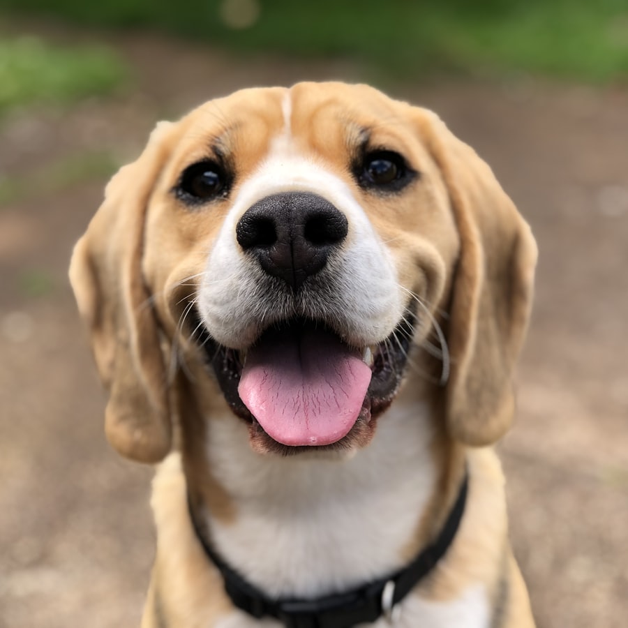Happy golden retriever